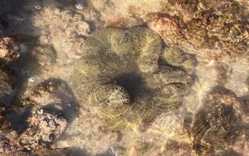 Narara Marine National Park in Jamnagar of Gujarat