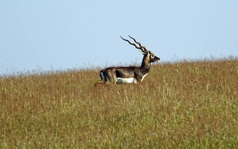Blackbuck National Park Velavadar