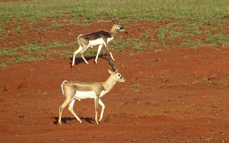Blackbuck National Park Bhavnagar