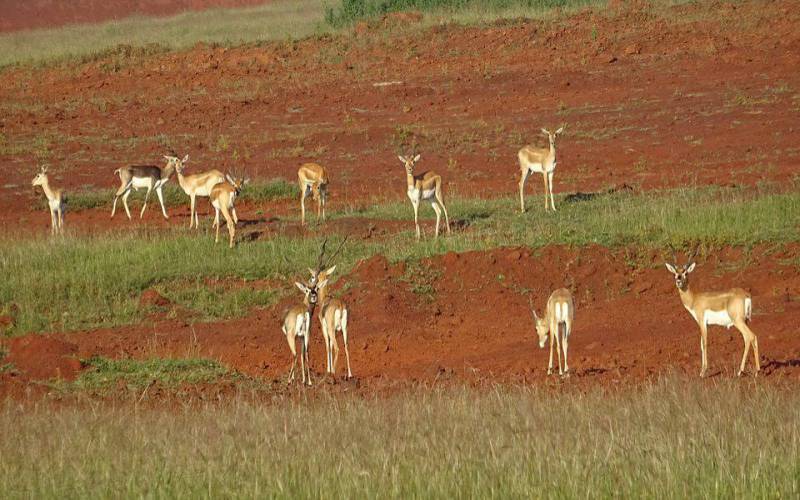 Blackbuck National Park India