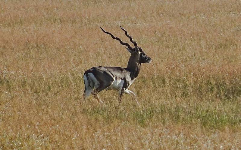 Blackbuck National Park