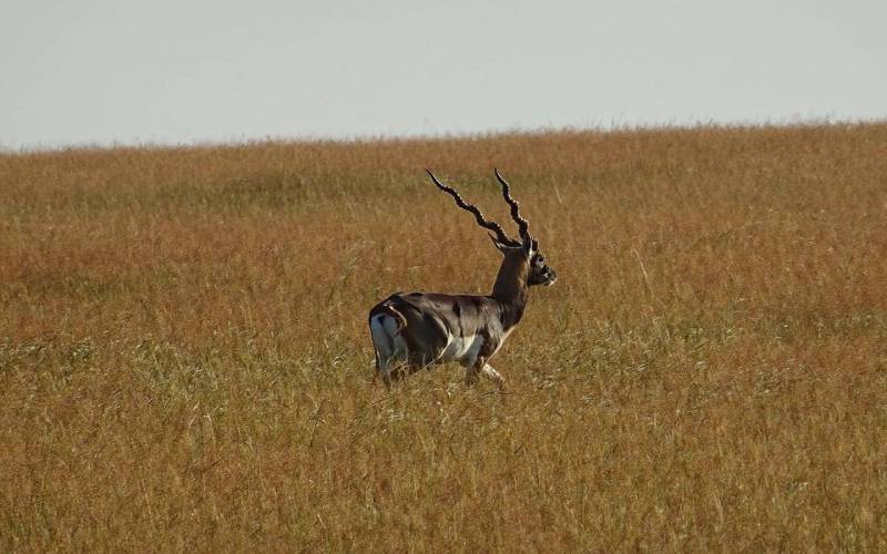 Velavadar Blackbuck National Park