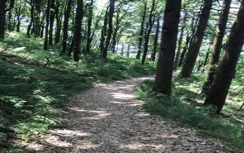 Mukteshwar Chauli ki Jali