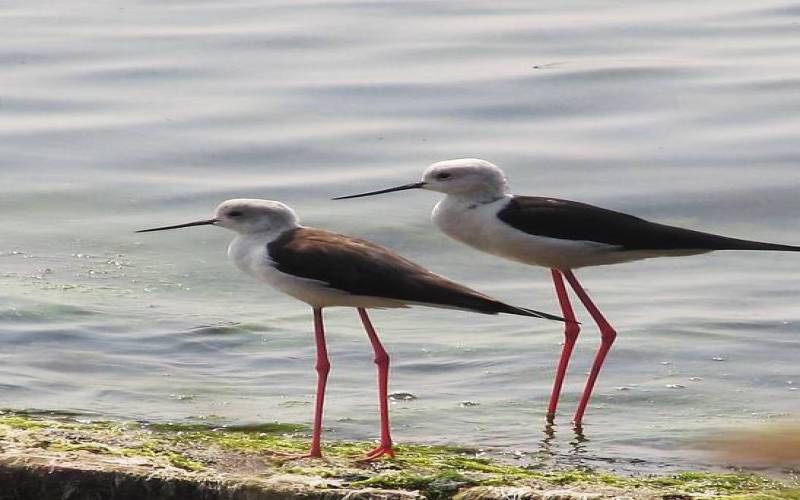 Chilika Wildlife Sanctuary