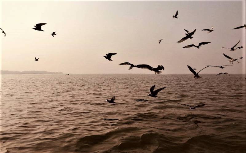 Chilika Bird Sanctuary Puri