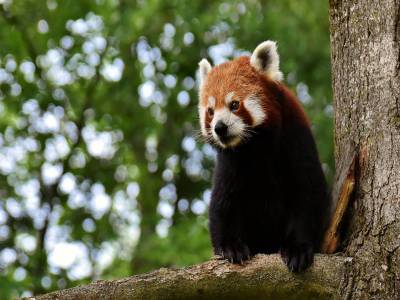 Travel Guide Indian Hornbill at Balpakram National Park