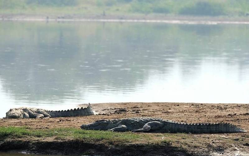 Sariska National Park Rajasthan