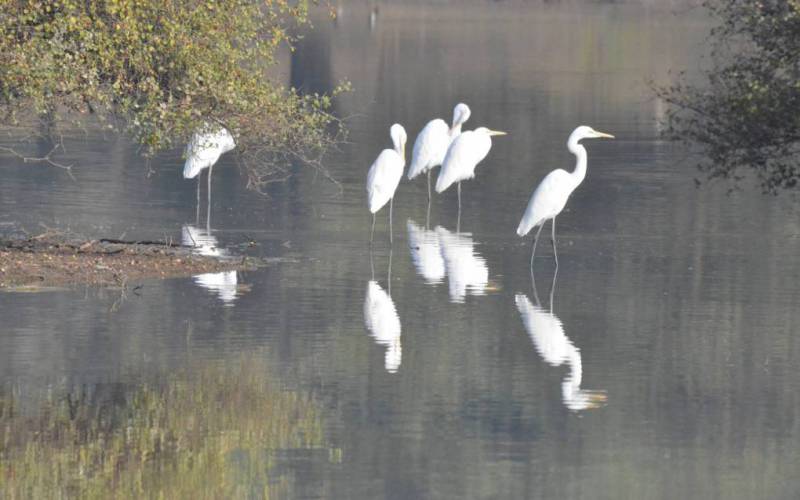 Sariska Tiger Reserve