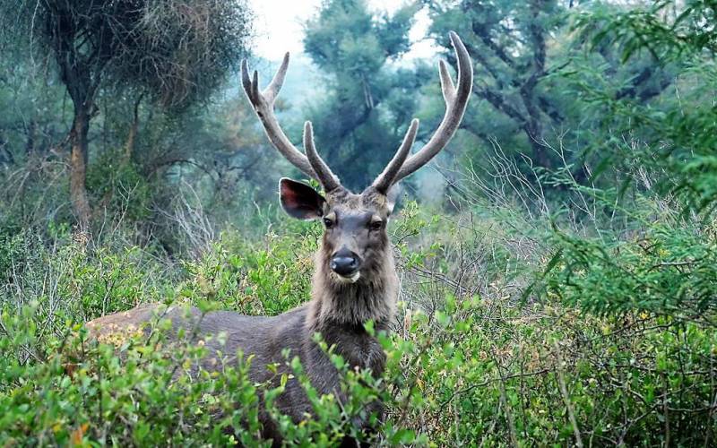Sariska Tiger Reserve Alwar