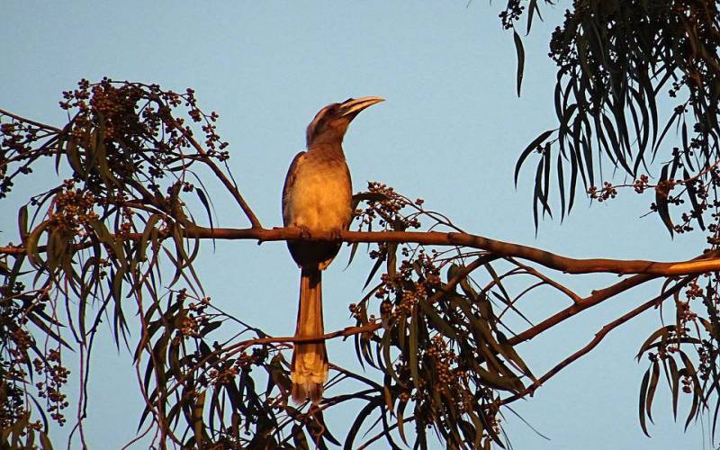 Meghalaya Balpakram National Park