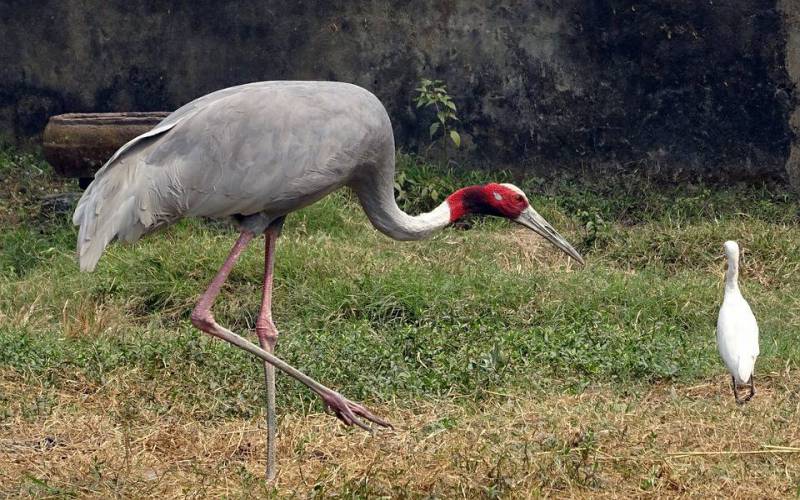 Keibul Lamjao National Park Bishnupur