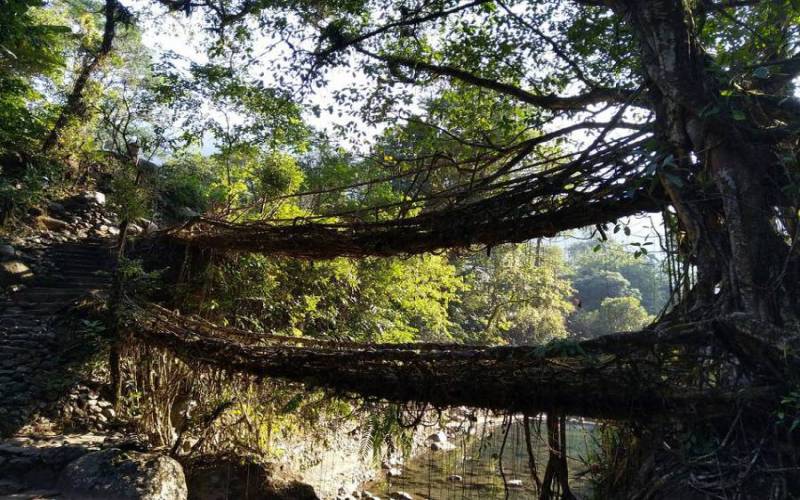 Double Decker Living Root Bridge
