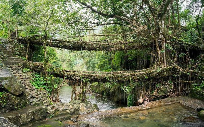 Double Decker Living Root Bridge Cherrapunji