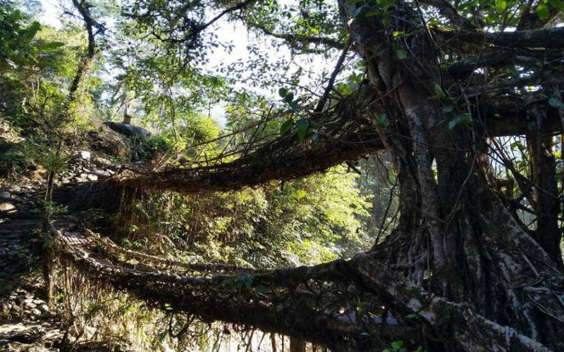 Double Decker Living Root Bridge Meghalaya