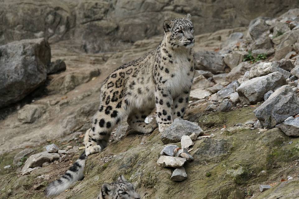 Hemis National Park, Entry Fee, Snow Leopards, Timings