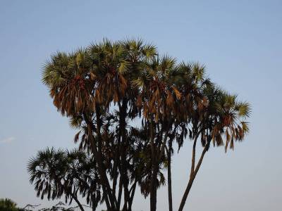 Travel Category - Hokka Trees Diu