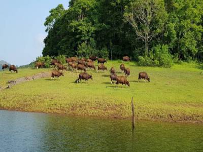 Travel Guide Periyar Wildlife Sanctuary Idukki