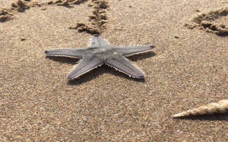 North Goa Mandrem Beach