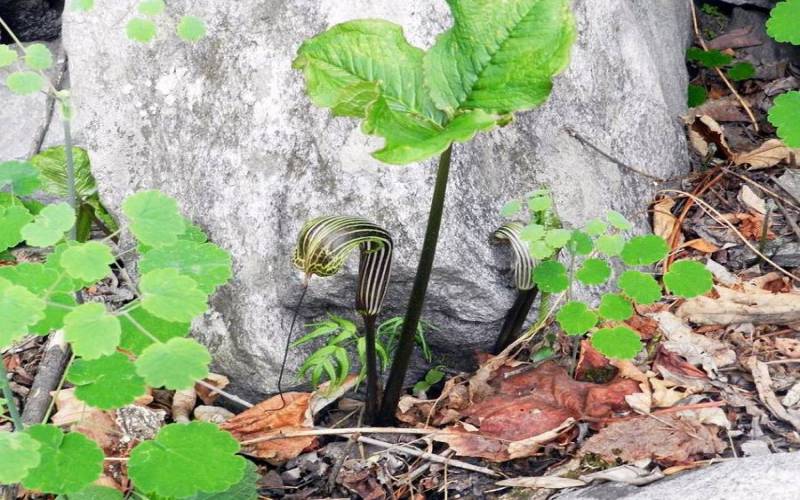 Nanda Devi National Park Joshimath