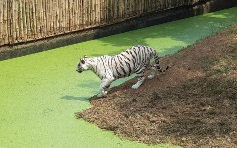 Nandankanan Zoological Park