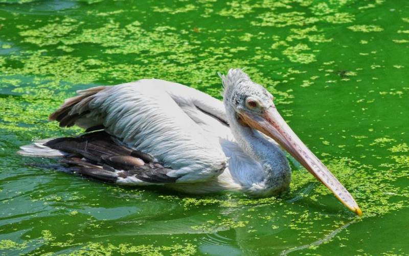 Nandankanan Zoological Park Odisha