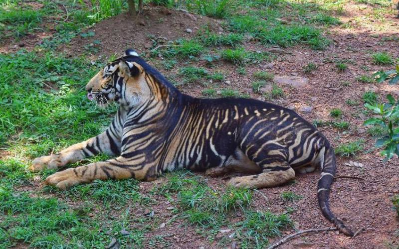 Nandankanan Zoological Park in Bhubaneswar of Odisha