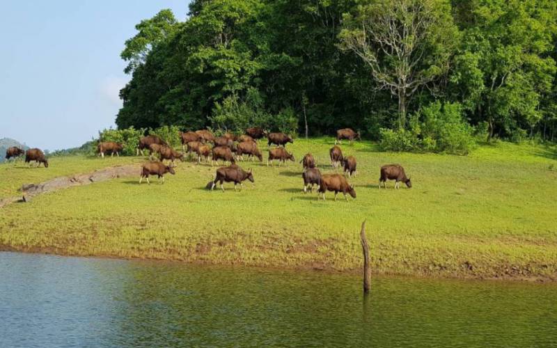 Periyar Wildlife Sanctuary Idukki