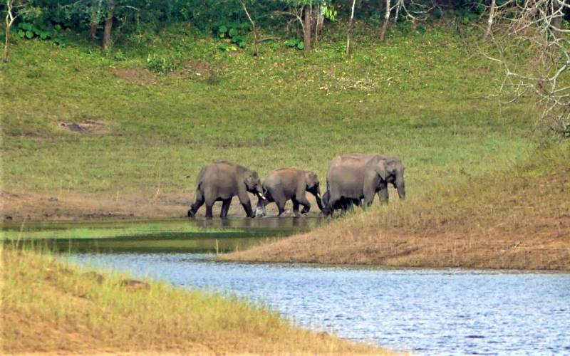 Periyar Wildlife Sanctuary