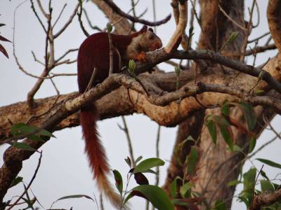 Travel Guide Bondla Wildlife Sanctuary Goa