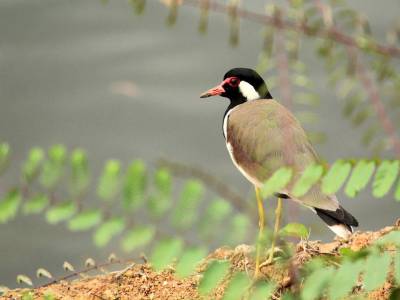 Travel Guide Mehsana Thol Lake Bird Sanctuary
