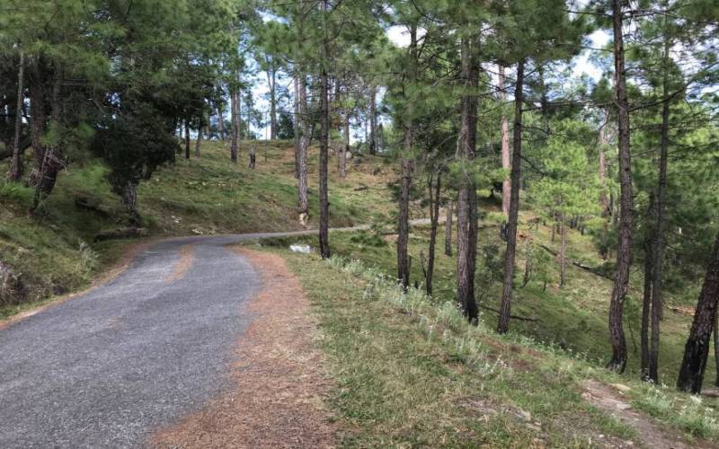 Binsar Wildlife Sanctuary Almora