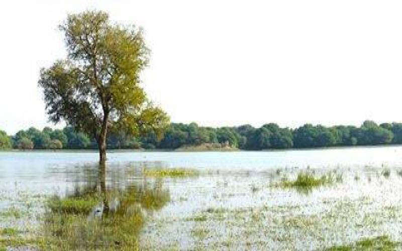 Thol Lake Bird Sanctuary