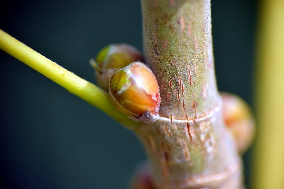 Ficus Religiosa, Religious Significance, Uses & Benefits