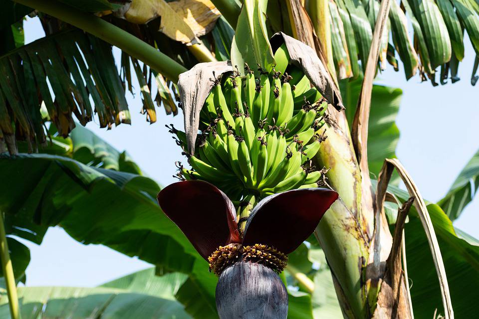 Banana Tree, History, Facts & Species Kadali Phalam