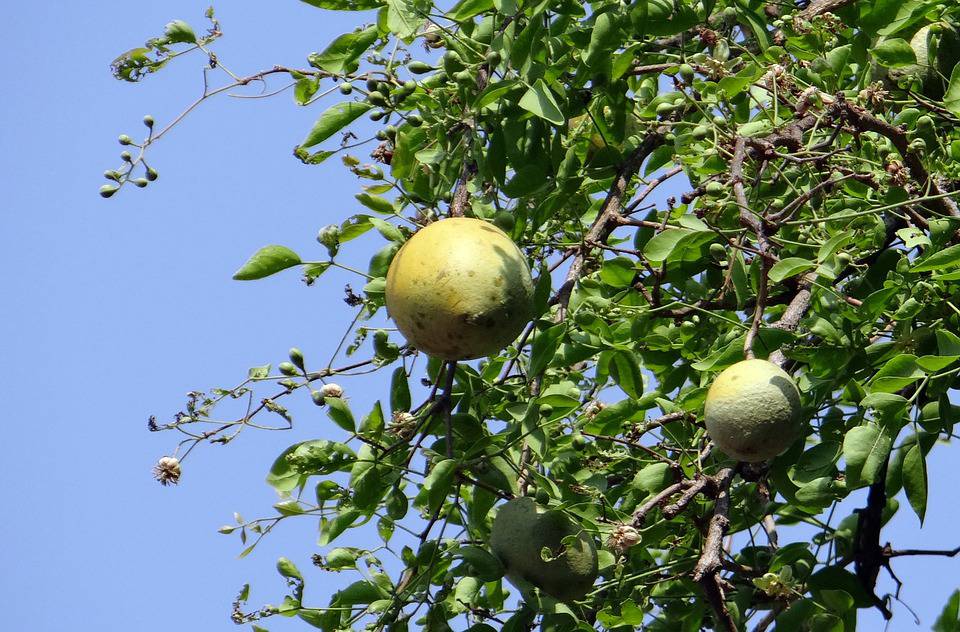 Bel Tree