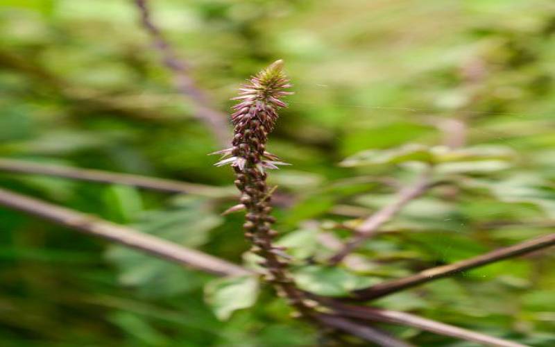 Achyranthes Aspera Plant