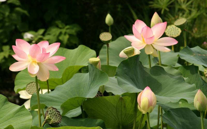 Light Pink Lotus