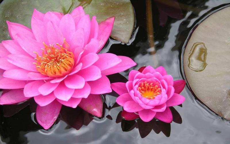 Pink Lotus Flower