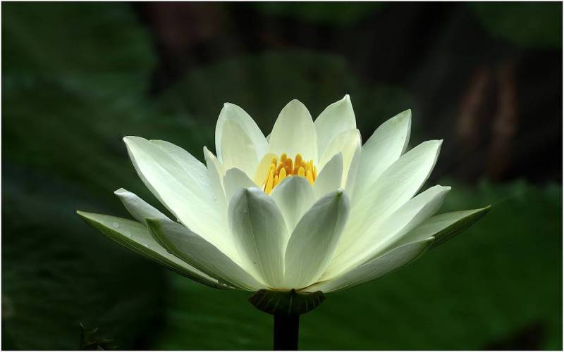 White Lotus Flower