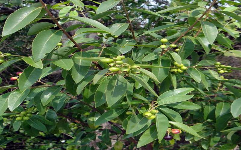 Sandalwood Tree, Uses, Religious Significance, Description