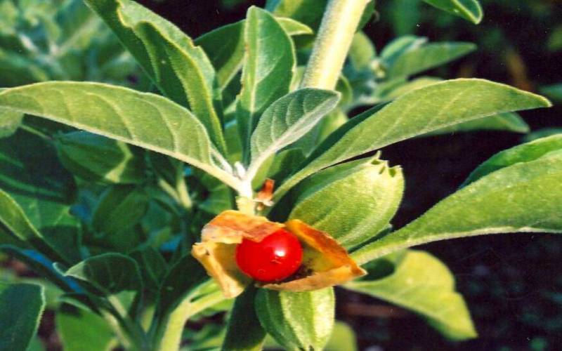 Ashwagandha Plant Medicinal Uses Benefits Information ashwagandha-plant-medicinal-uses-benefits-information