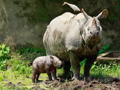 Kaziranga National Park, Assam, India