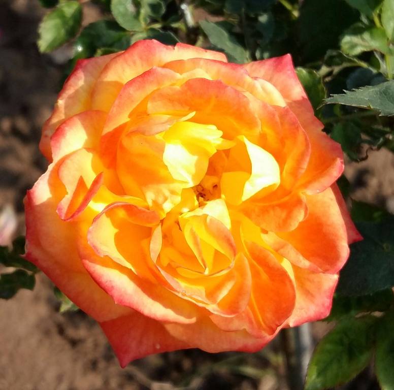 Rose Garden Chandigarh, timings, history, best time to visit, Images